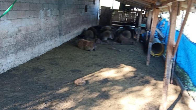 Erzurum’da ağıla giren kurtlar 40 koyunu telef etti