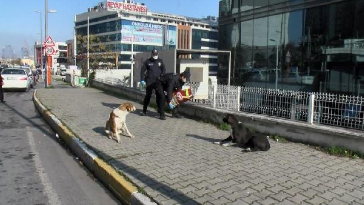 Esenyurt'ta polis ekipleri sokak hayvanları için mama bıraktı