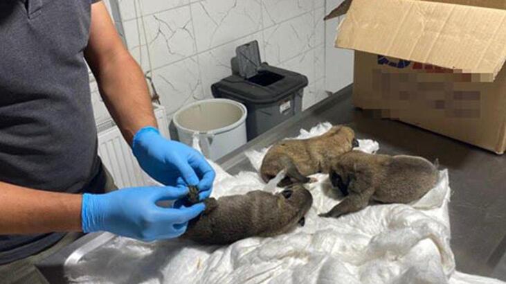 Eskişehir'de, çuval içinde 2'si ölü 7 yavru köpek bulundu