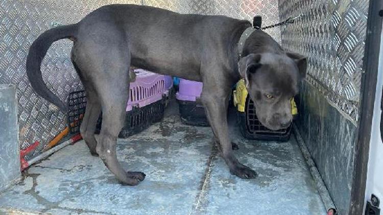 Esnafın yakaladığı pitbull barınağa götürüldü