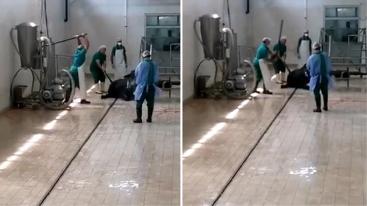 Et ve Süt Kurumu'nda büyükbaş hayvana işkence! Sorumluların işine son verildi