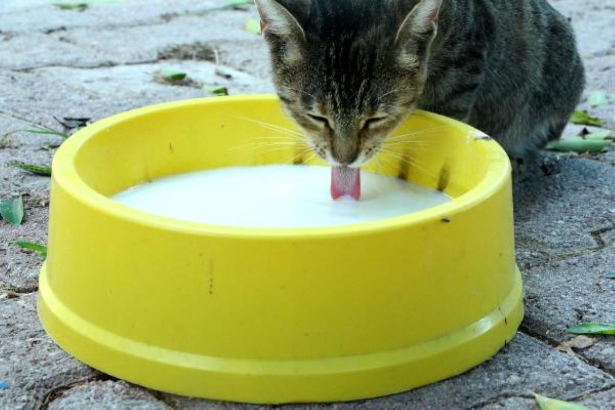 Evcil hayvanlar 'koronavirüs' gerekçesiyle sokağa bırakılıyor