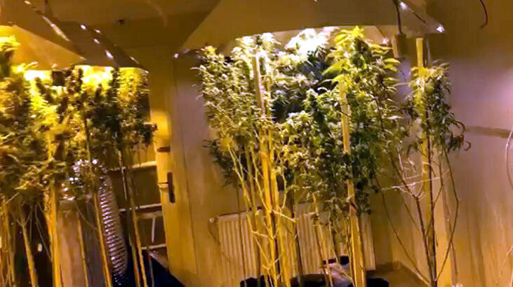 Eve özel düzenek kurup, uyuşturucu yetiştirmişler!