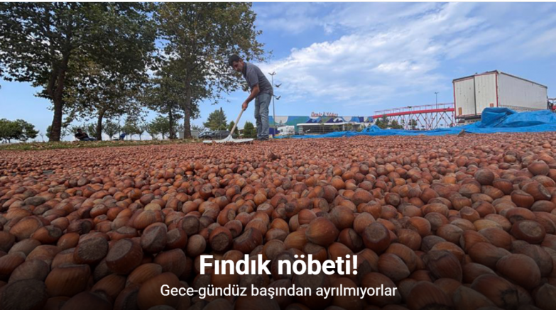 Fındık nöbeti: Gece-gündüz başından ayrılmıyorlar
