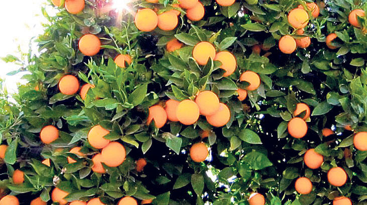 Finike portakalını duble yol kesmesin