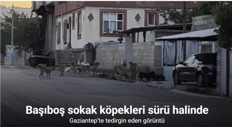 Gaziantep’te tedirgin eden görüntü: Başıboş sokak köpekleri sürü halinde