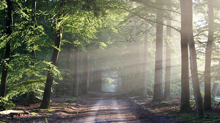 Gaziantep'te bazı ormanlık alanlarda piknik yasaklandı