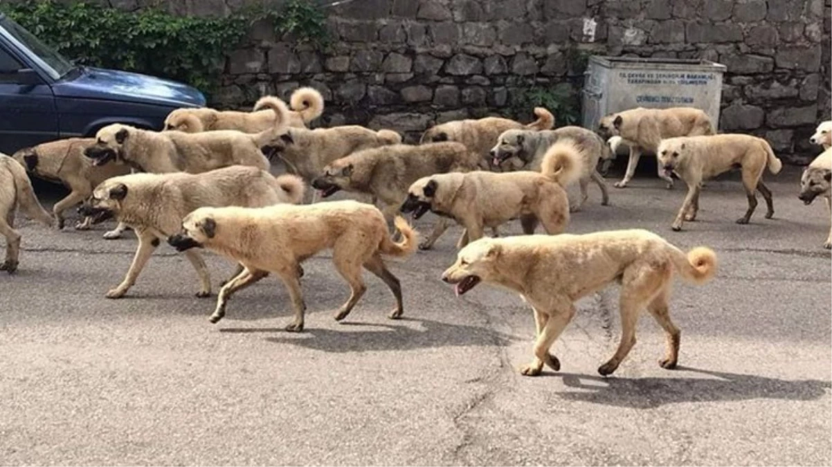 Genç mimarın kuduzdan öldüğü Siverek'te sokakları köpek sürüleri bastı