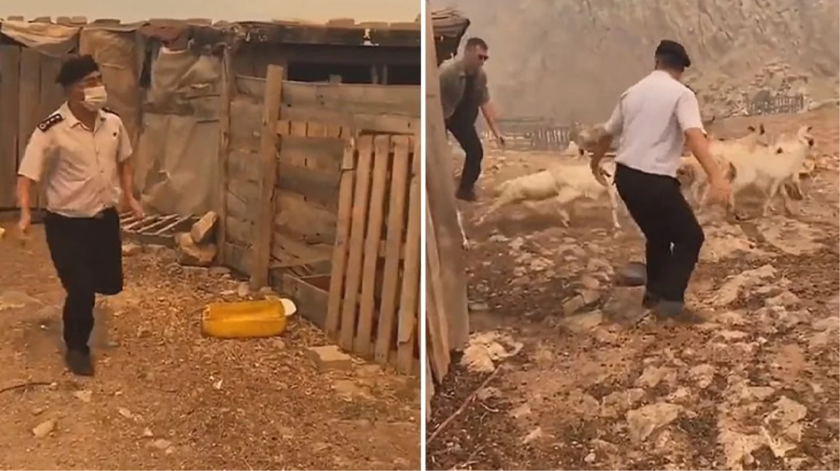 Görüntü alevlerin sardığı Çanakkale'den! Ağıla giren albay hayvanları yangından son anda kurtardı