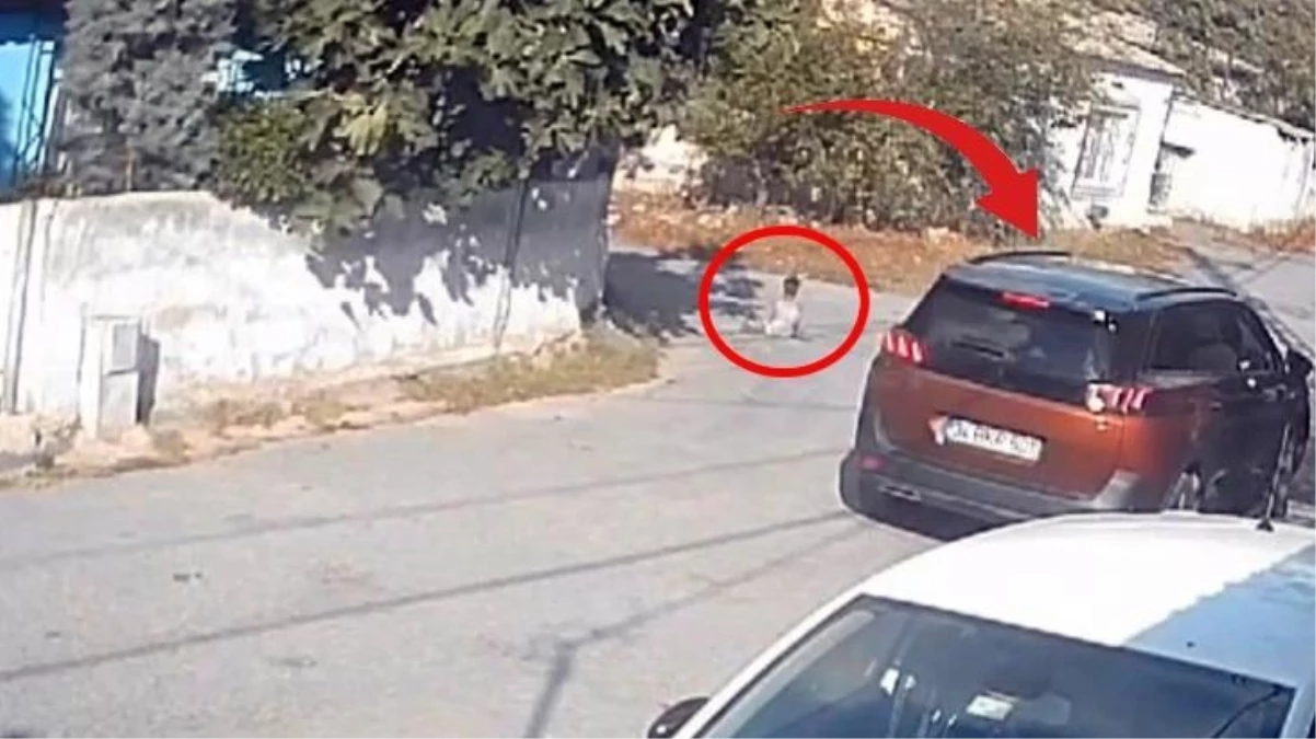 Görüntü sürücünün başını yakar! Yolda kedi seven çocuğu böyle ezip öldürdü