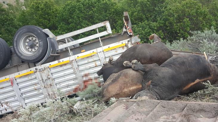 Gümüşhane'de hayvan yüklü TIR devrildi: 1 ölü