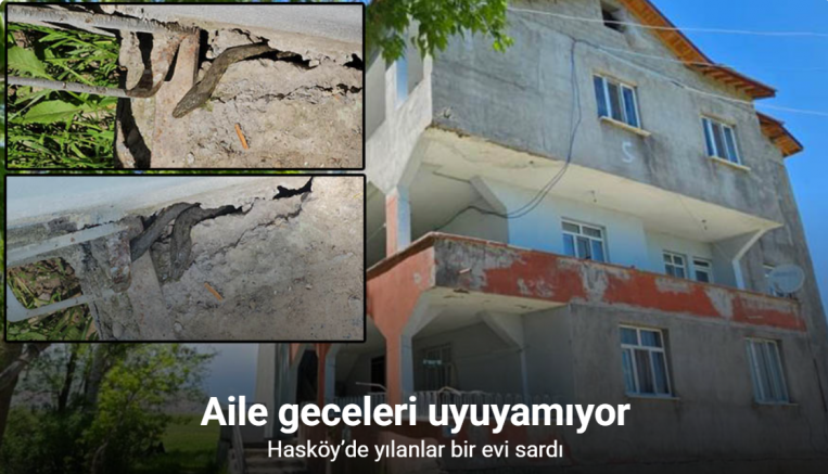 Hasköy’de yılanlar bir evi sardı: Aile geceleri uyuyamıyor