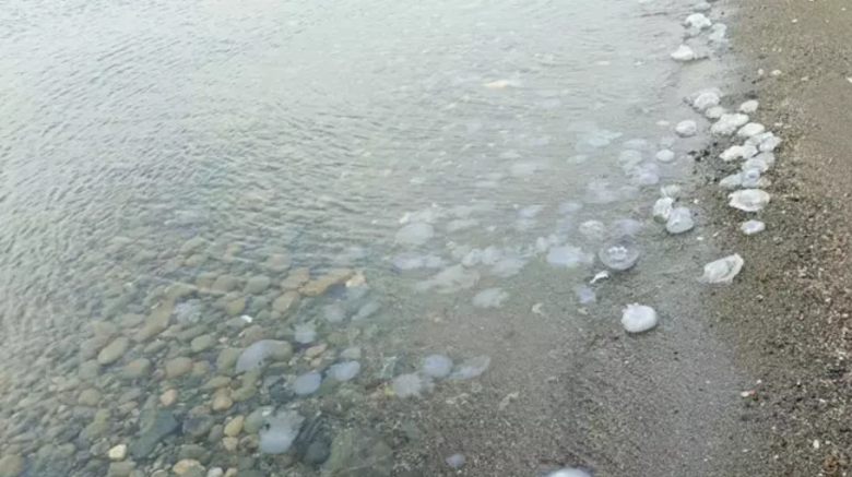 Hatay'da sahilde denizanası yoğunluğu