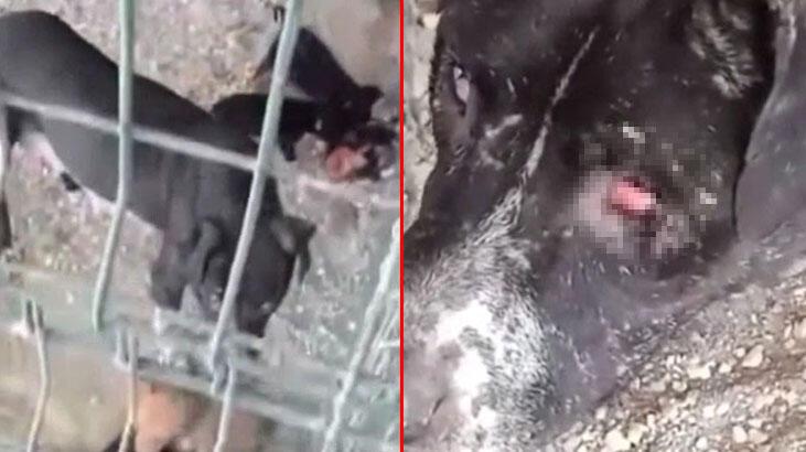 Hatay'da hayvanların o görüntülerine soruşturma ve para cezası