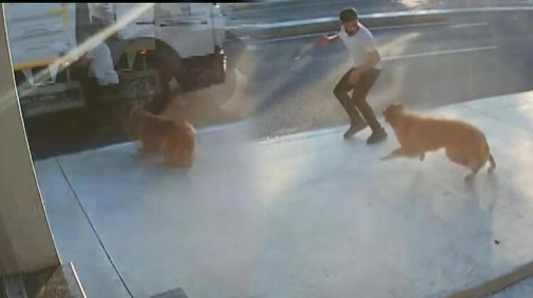 Havlayan köpekten kaçarken yola atlayan kişiye kamyon çaptı!
