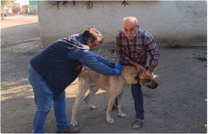 Hayrabolu’da kedi ve köpekler kimliklendiriliyor