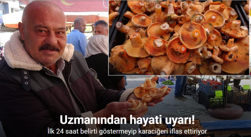 Herkes ormandan toplayıp yiyor: Artan mantar zehirlenmeleriyle ilgili uzmanından önemli uyarılar