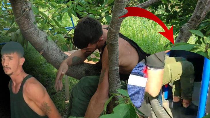 “Hızlı Gonzales” kiraz ağacında yakalandı