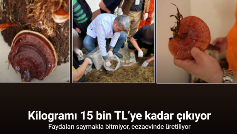 Hükümlüler, kilogramı 15 bin TL’ye kadar çıkan ’Kırmızı Reishi’ mantarı yetiştirdi