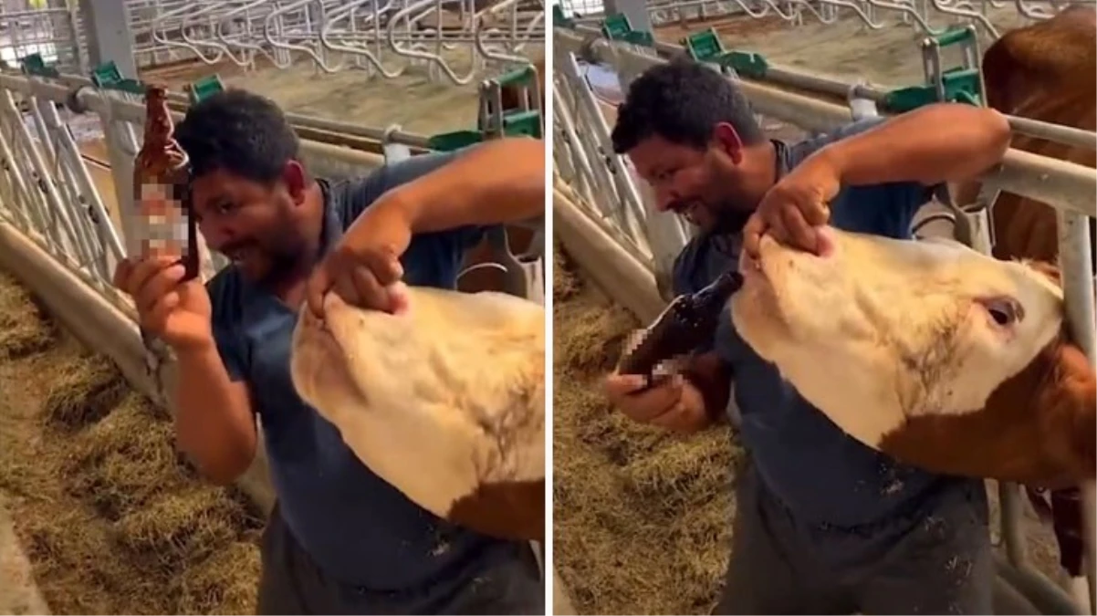 İneğe alkol şişesinde sıvı veren çiftlik çalışanı tutuklandı! Meğer uyuşturucu suçundan aranıyormuş