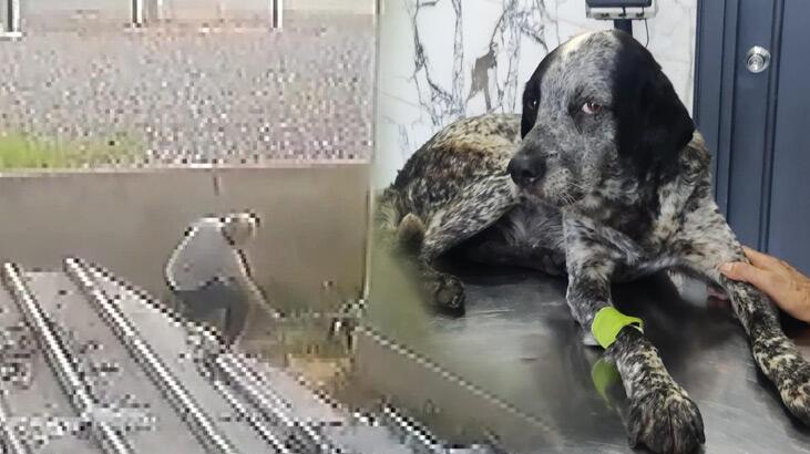 İstanbul! Civcivlerini kovaladı, köpeğin kafasını sopayla kırdı
