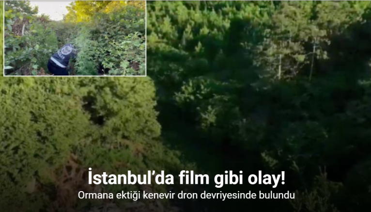 İstanbul’da film gibi olay, ormana ektiği kenevir dron devriyesinde bulundu