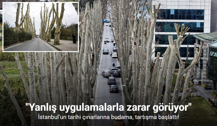 İstanbul’un tarihi çınarlarına budama, tartışma başlattı