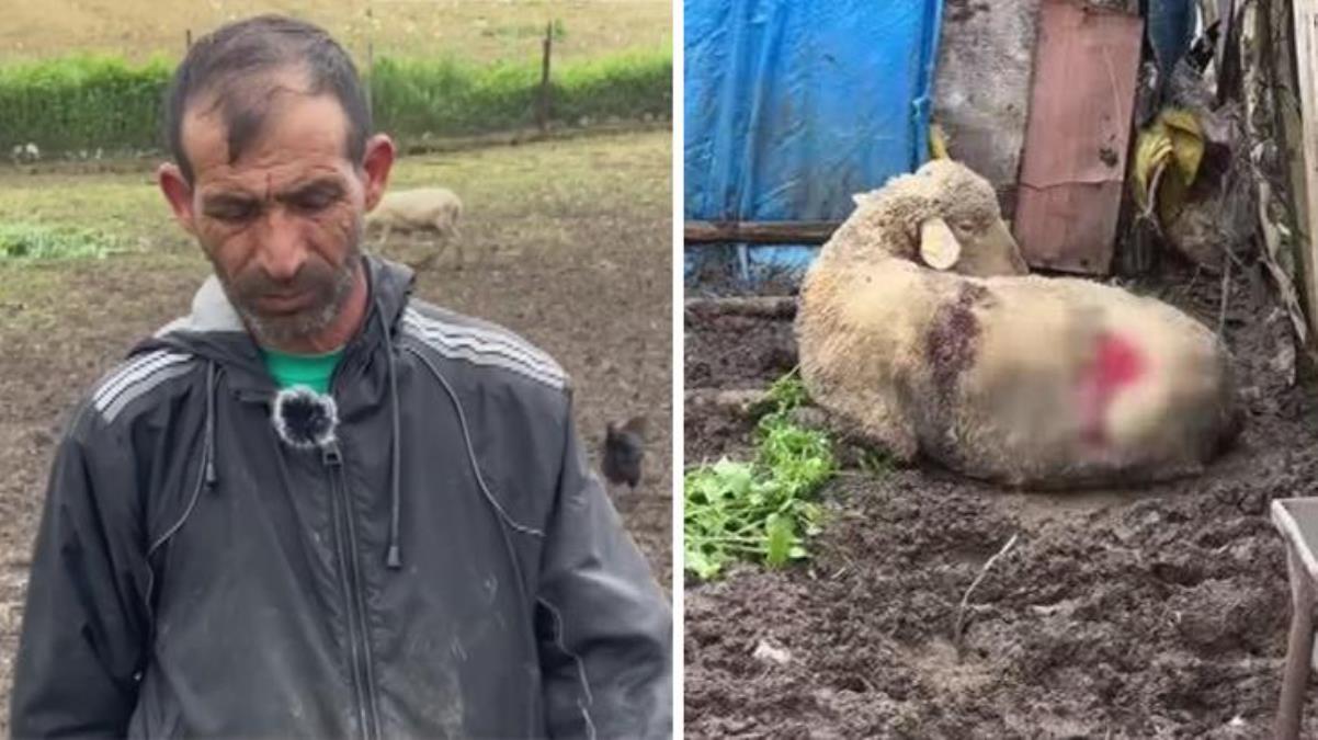 İstanbul'da başıboş sokak köpekleri hayvancıların korkulu rüyası haline geldi! 8 koyun can çekişiyor