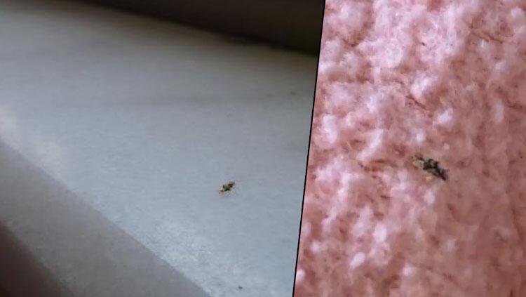 İstanbul'da 'dantel böcek' tedirginliği