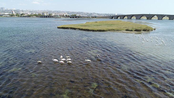 İstanbul'da flamingo sürprizi! Grup halinde görüntülendiler