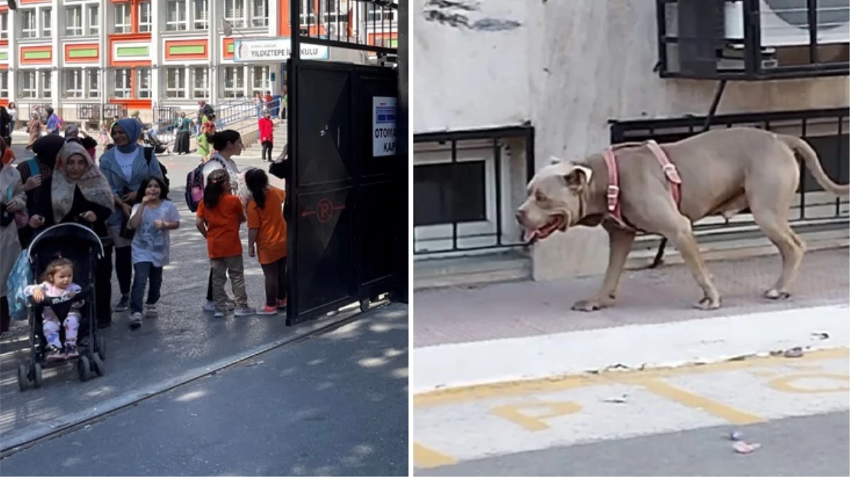 İstanbul'da okul bahçesine dalan başıboş pitbull, çocuklara korku dolu anlar yaşattı