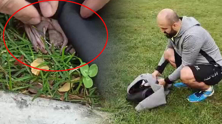 İstanbul'da spor yapanlar karşılaştı! O anlar görüntüledi