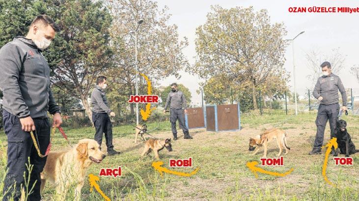 İstanbul’un deprem köpekleri yetişiyor