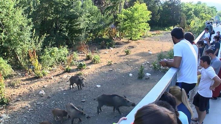 İstanbul'un göbeğinde domuz sürüsü! 'Sayıları yüzü buldu'