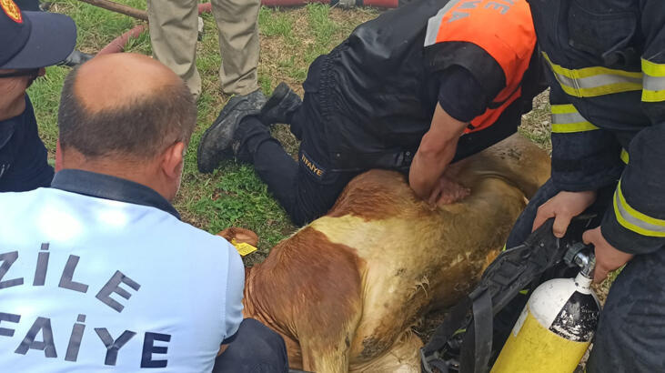 İtfaiyeci dumandan etkilenen danaya suni teneffüs yaptı