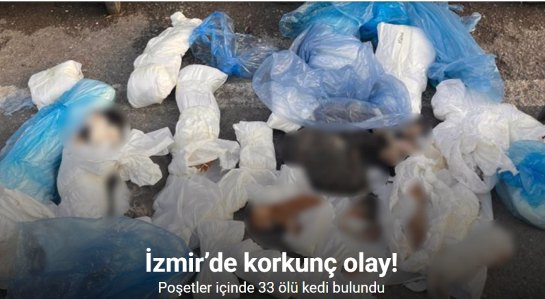 İzmir’de poşetler içinde 33 ölü kedi bulundu