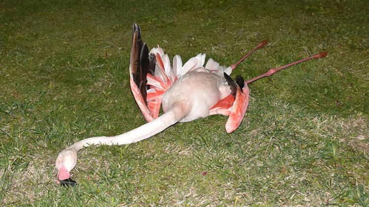 İzmir'de 9 flamingo ölü olarak bulunmuştu! Nedeni belli oldu