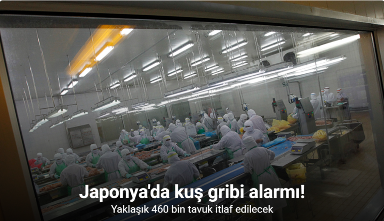 Japonya'da kuş gribi alarmı: Yaklaşık 460 bin tavuk itlaf edilecek