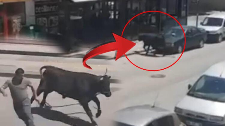 Kaçan kurbanlık boğa kenti birbirine kattı! Hızını alamayıp kafeteryaya girdi