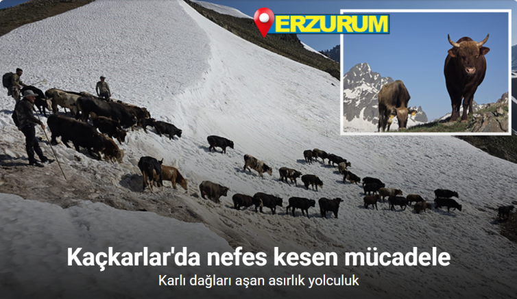 Kaçkarlar’da nefes kesen mücadele: ’Tarihi Öküz Göçü’ tamamlandı