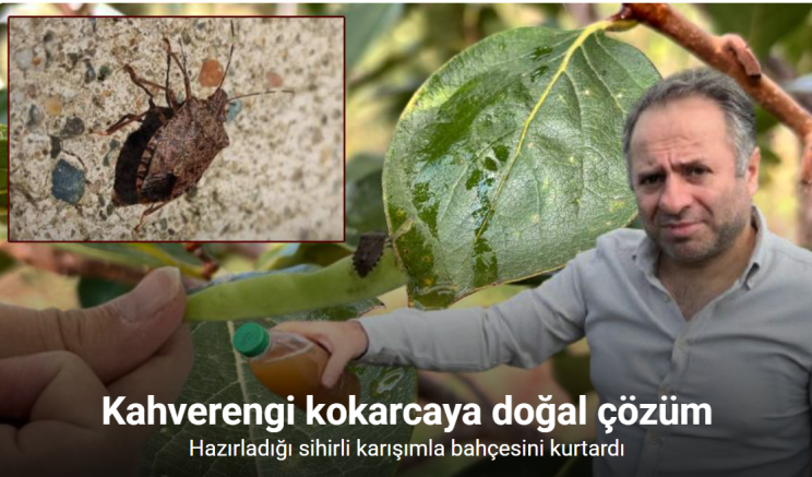 Kadife çiçeği ve soğanla kahverengi kokarcaya doğal çözüm