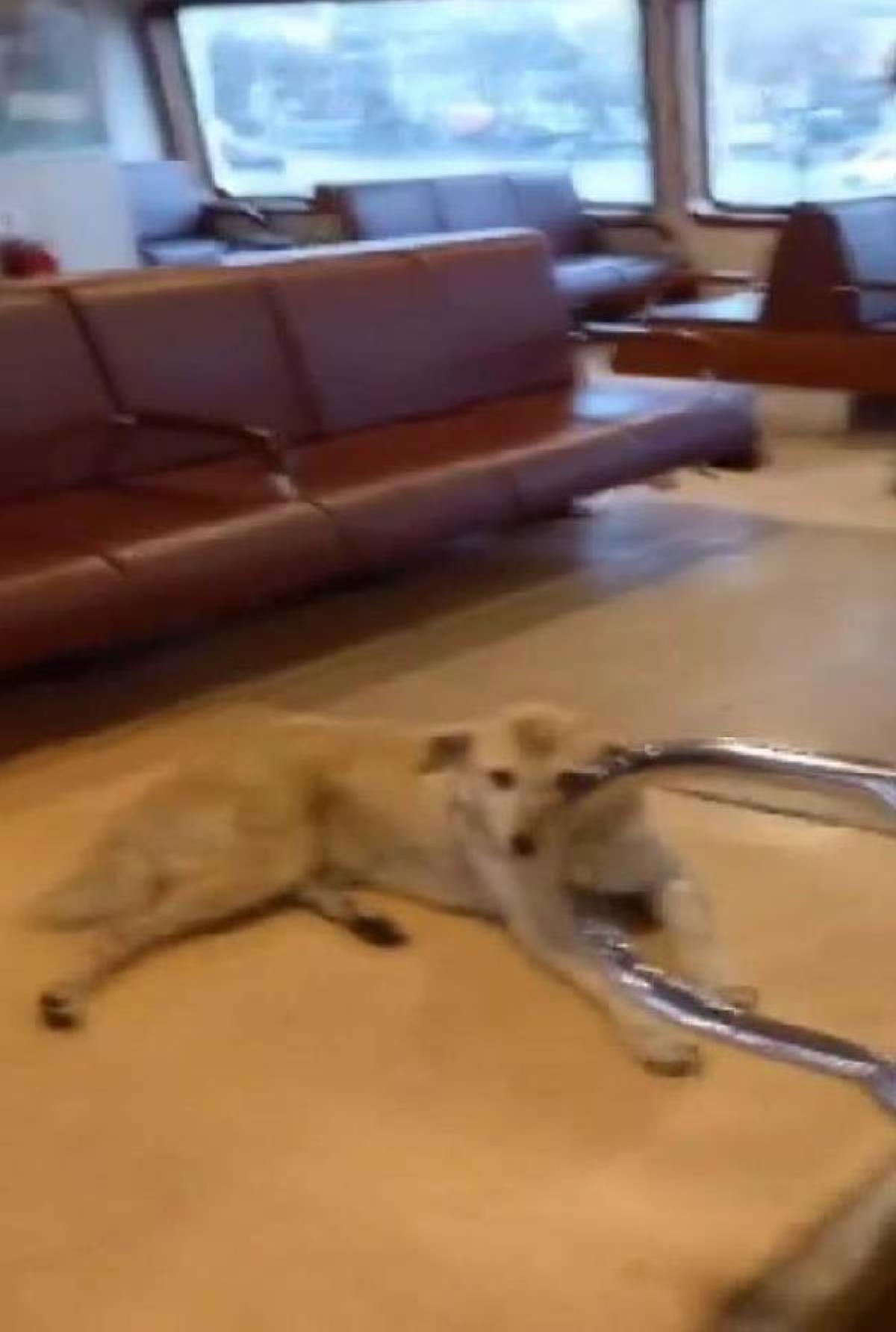 Kadıköy-Beşiktaş vapuruna sokak köpeği bindi, seferi iptal eden kaptana yolculardan tepki
