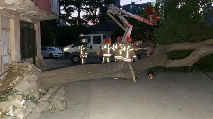Kadıköy'de ağaç devrildi, yol kapandı