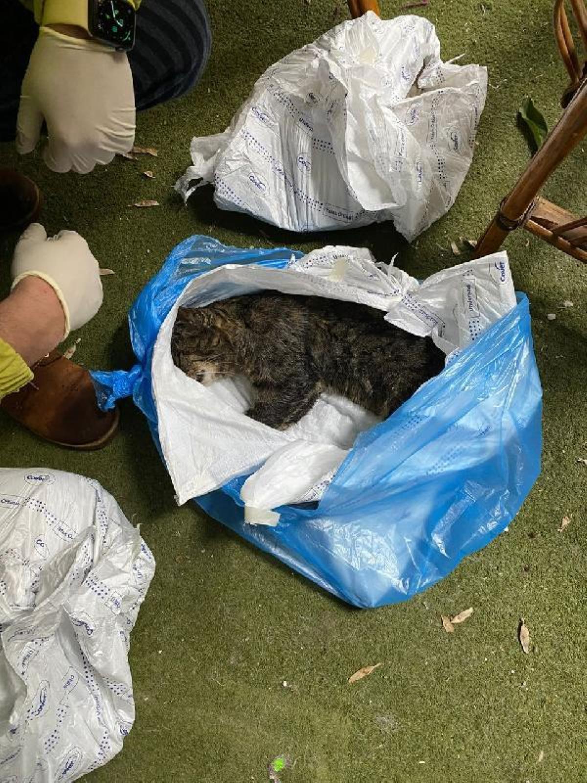 Kadıköy'de yaşanan toplu kedi ölümleri mahalleliyi ayağa kaldırdı