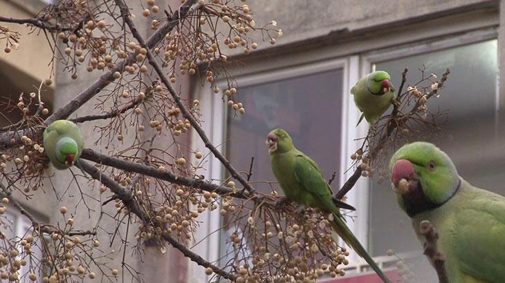 Kadıköy’de yeşil papağan sürüsü görenleri şaşkına çevirdi