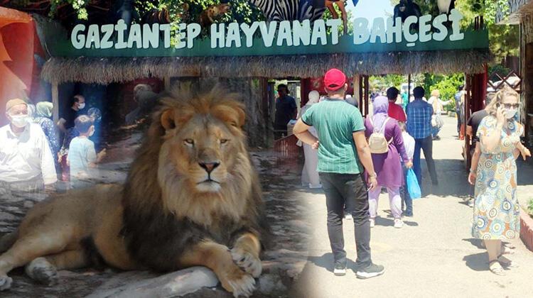 Kafesinden kaçan aslan ve saldırdığı bakıcısının sağlık durumu iyi