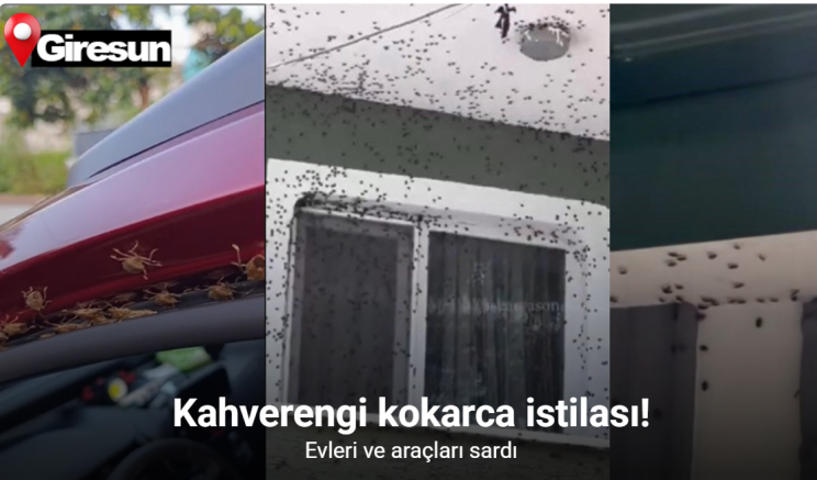 Kahverengi kokarca Giresun’da evleri ve araçları istila etti