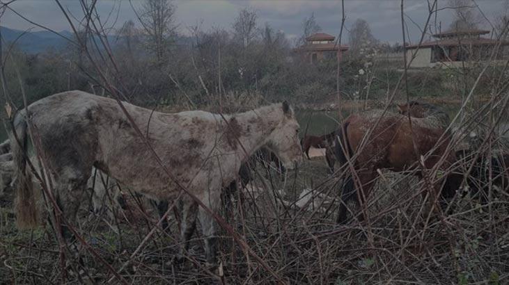 Kan donduran at ihbarı! Jandarma harekete geçti