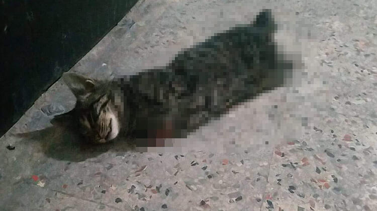 Kan donduran olay! 'Büyü mü yapıyorlar bu ne vahşettir'