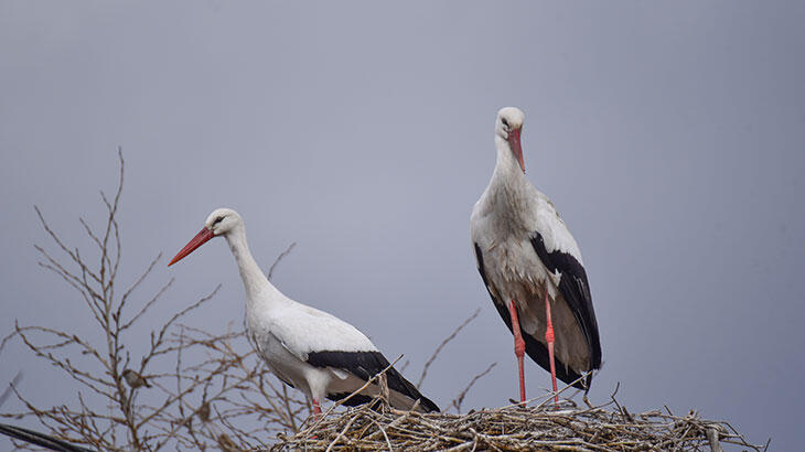 Kars'ta kışa rağmen göç etmeyen iki leylek köyün maskotu oldu
